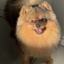 Ajuda para custear o lindo doguinho do casal